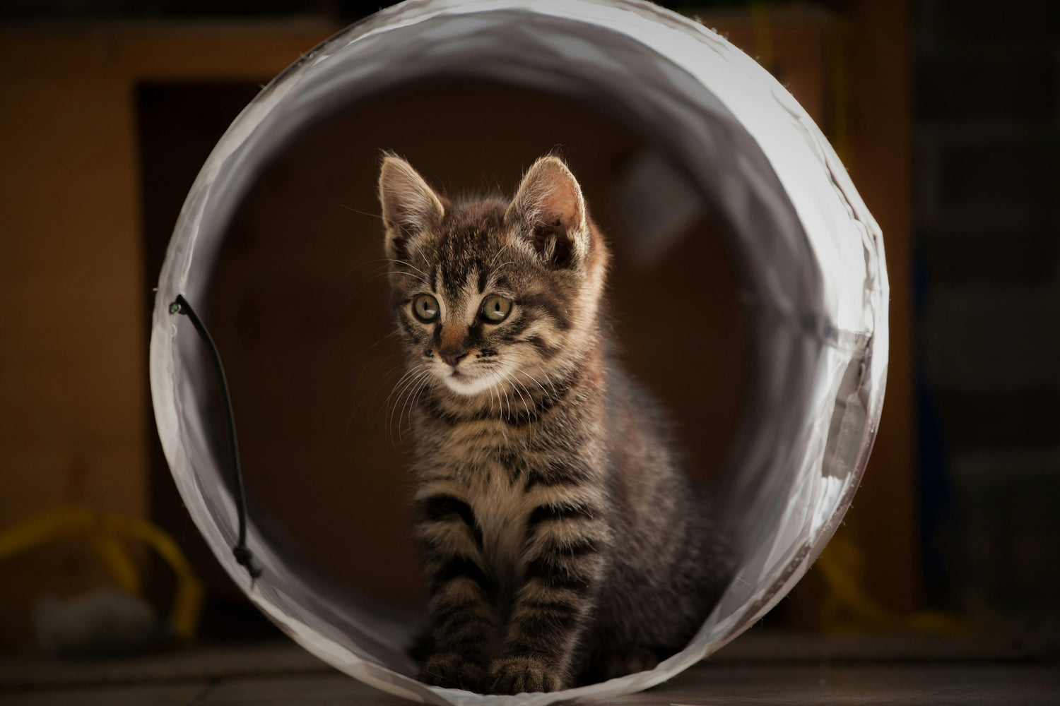 Para gatos